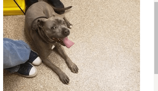 Dog euthanized after owner struggled with muzzle