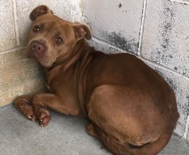 Dog homeless after death of owner