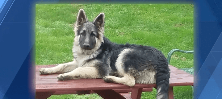 shepherd beaten to death after escaping from yard