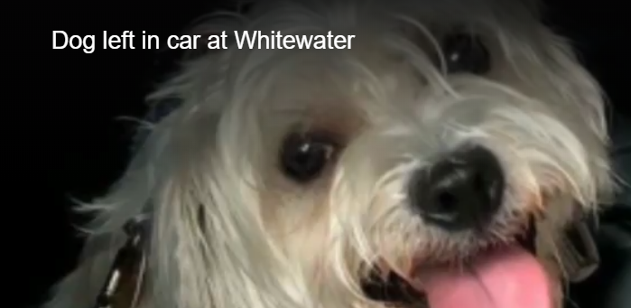 Dog left in hot car