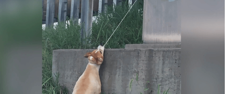 Dog found hanging from overpass