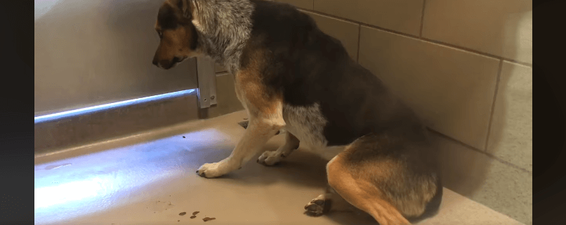 Dog paralyzed in fear