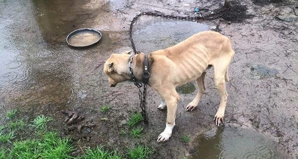 Dog rescued from hellish existence