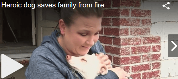 Dog saved family from fire