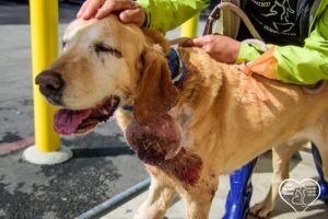 Cancer stricken dog saved from euthanasia