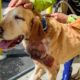 Cancer stricken dog saved from euthanasia