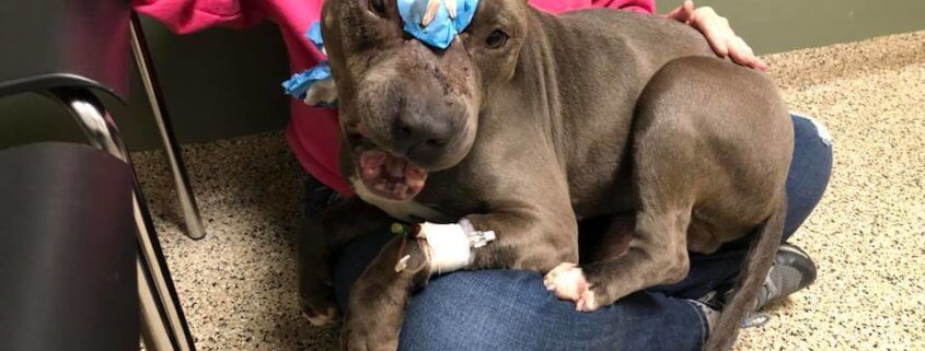 dog shot and attacked with an ax