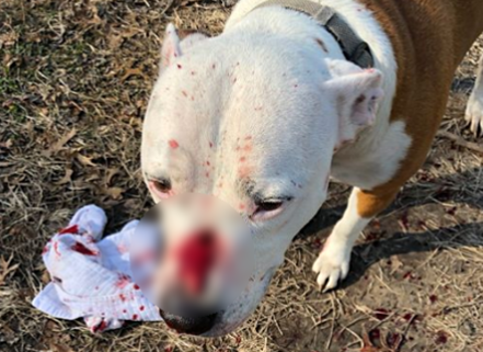 Dog shot in face while on lead