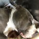Answers sought about dog who was shot in the head