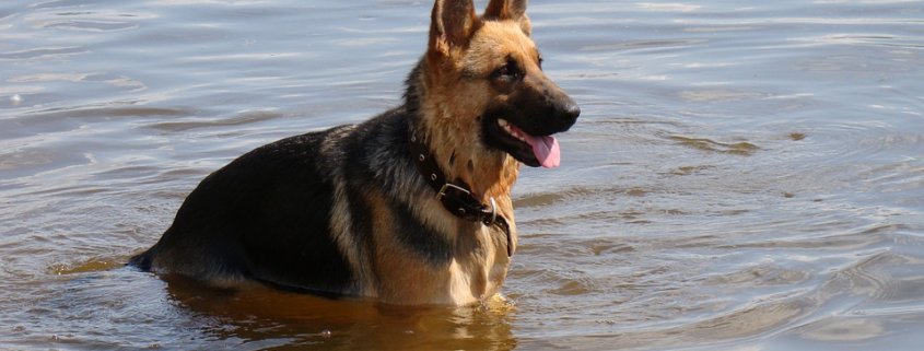 Dog got sick and died after visit to river