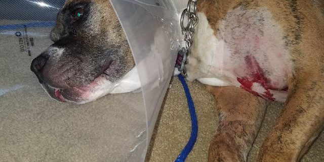 Dog stabbed by city worker