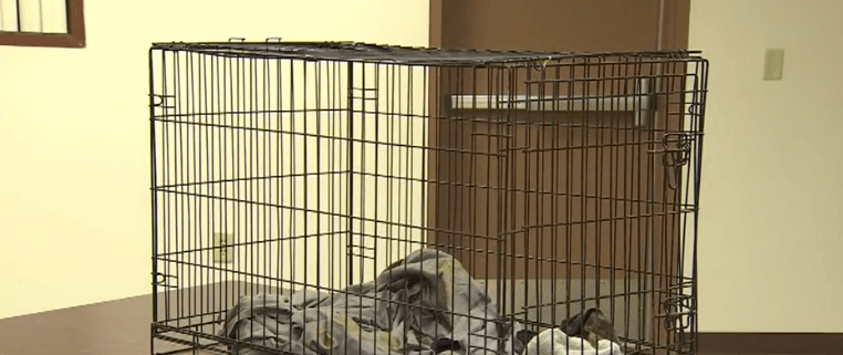 Dog abandoned in crate and died from heat stroke