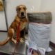 Dog surrendered with toys and bed