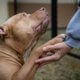 dog who survived sledge hammer beating needs a home