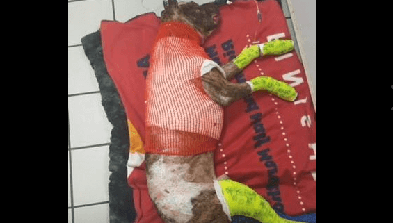 Dog tied to pole and set on fire