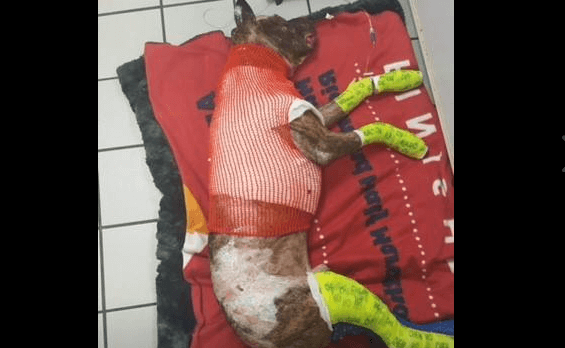Dog tied to pole and set on fire