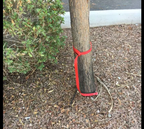 Dog abandoned - tied to a tree
