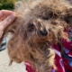 Dog too matted to walk