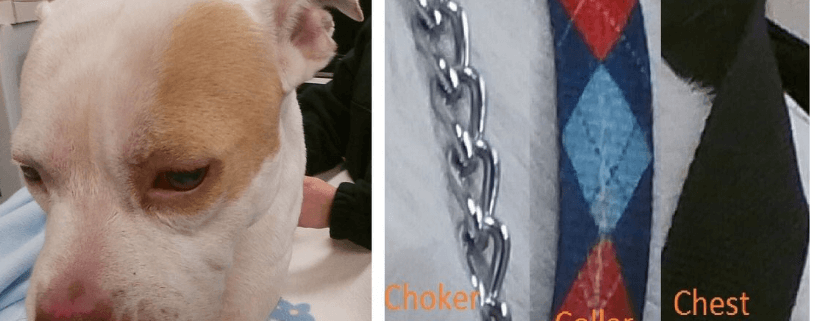 Dog found with zip ties around neck