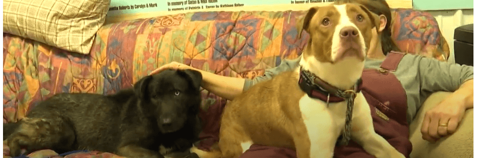 Couple moved and left dogs abandoned in empty house