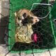 Dogs and puppies abandoned in totes