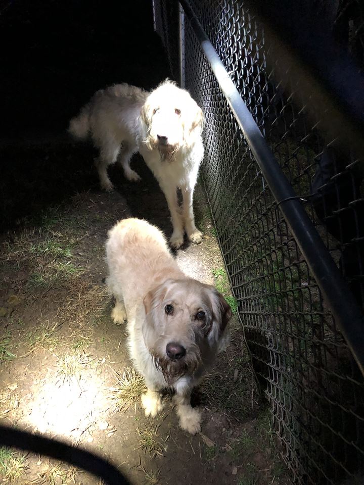 Dogs abandoned at dog park