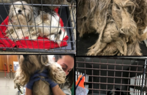 neglected dogs seized from hoarder's home