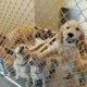 Dogs and puppies seized from squalid conditions