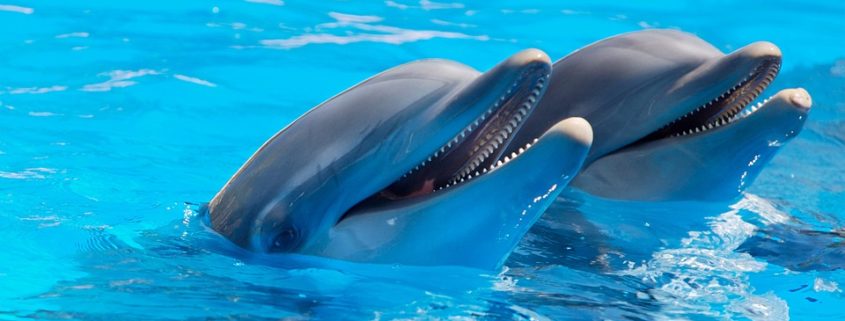 Dolphinariums banned in Mexico City