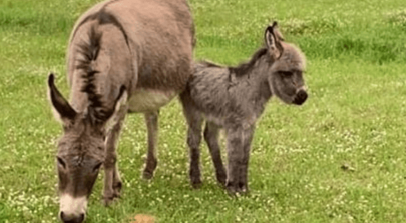 miniature pet donkeys killed