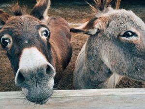 Donkeys killed for Chinese health fad