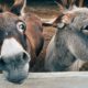 Donkeys killed for Chinese health fad
