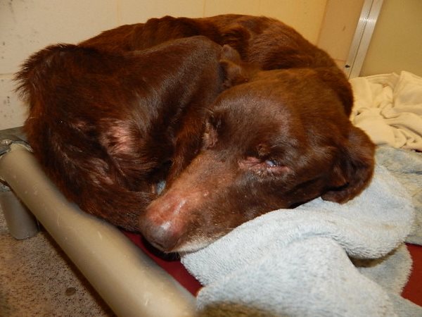 elderly blind dog on death row