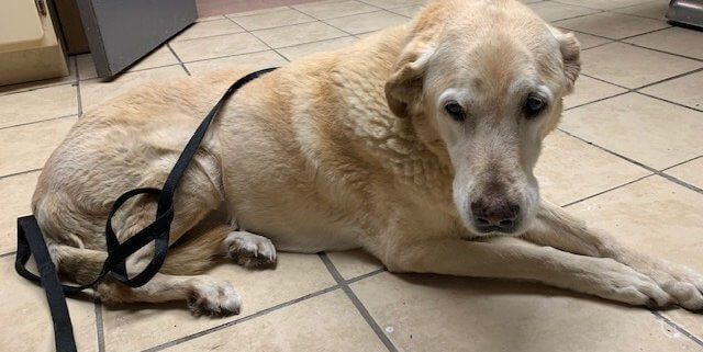Elderly dog surrendered