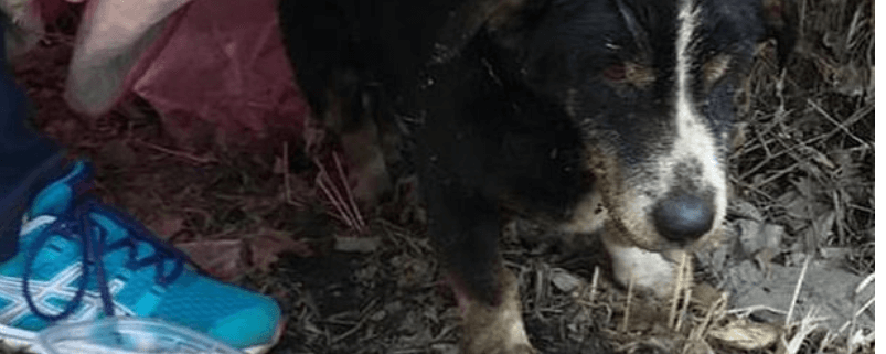Elderly dog dug out of grave