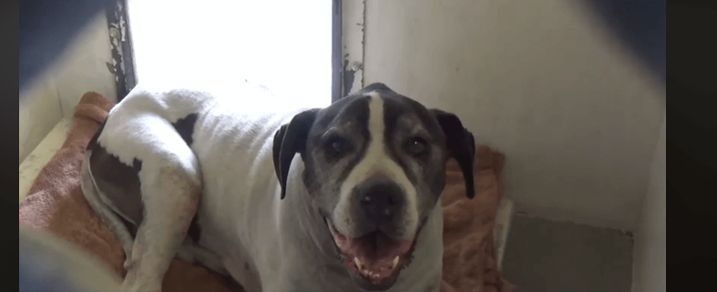 Elderly dog surrendered by family