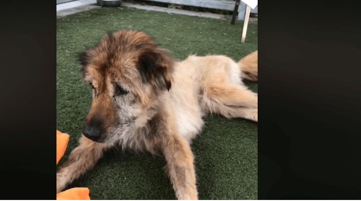 Owners dumped elderly dog
