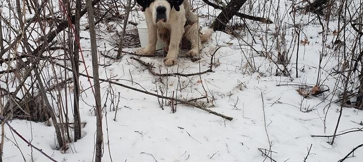 Elderly puppy mill survivor found