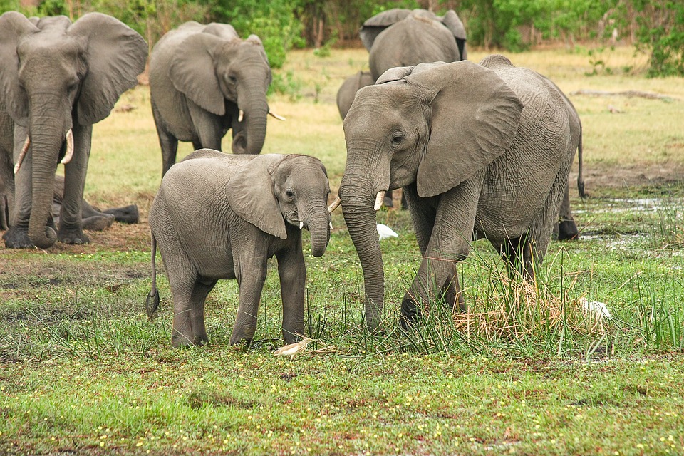Elephant poachers killed in shootout