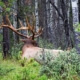 Hunter killed by bull elk