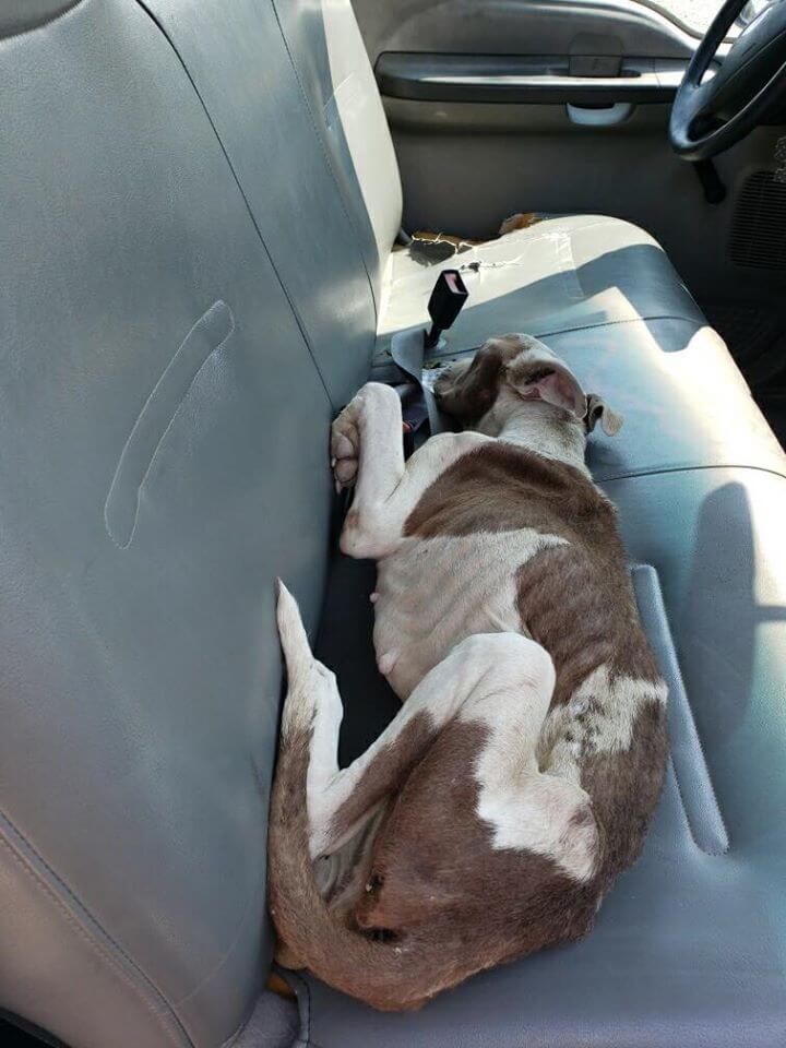 Emaciated dog found in Dallas