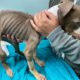 Emaciated puppy has died