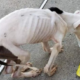 Emaciated puppy found near school