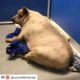 Morbidly obese dog rescued