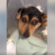 Family brought puppy to veterinarian to be euthanized