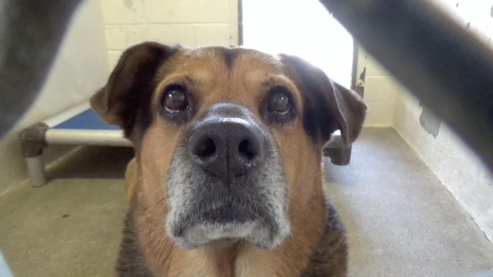 Family didn't want responsibility, turned senior dog over to shelter