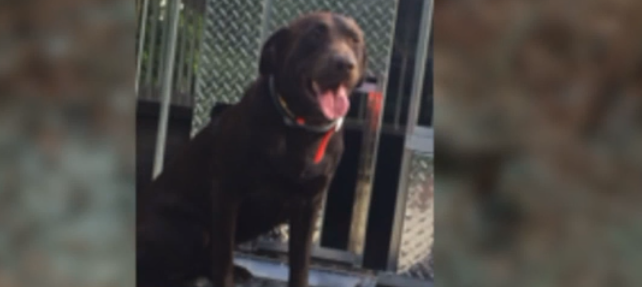 Family's missing dog found in a trash bag