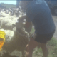 Farmer caught punching a sheep in the face