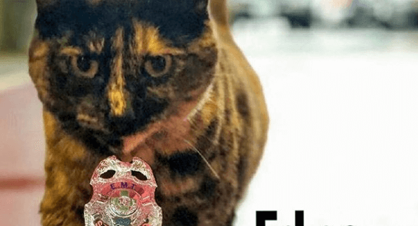 firefighters had to say good-bye to cat