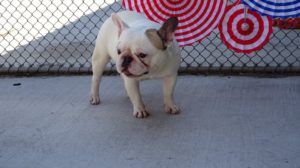 French bulldogs available for adoption